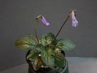Primulina hybrid 'Diane Marie'